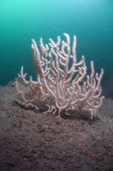 Pink sea fan. Cornwall. D200, 16mm. by Derek Haslam 